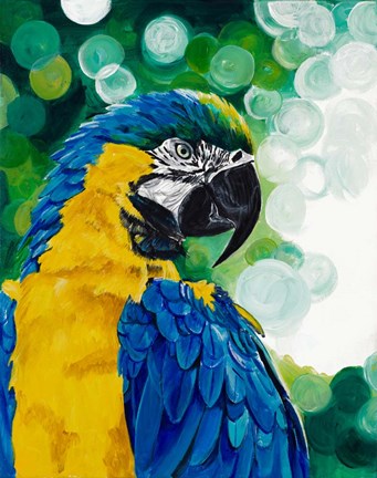 Framed Brilliant Parrot Print