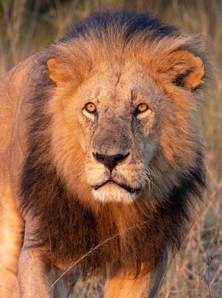 Framed Approaching Lion Print