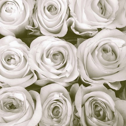 Framed Rose in Bloom Square Print