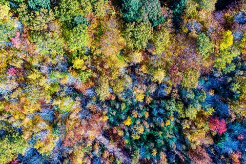 Framed Aerial Fall Trees Print