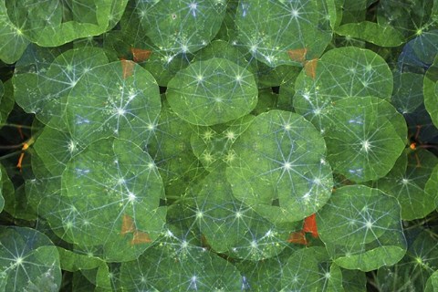 Framed Colorful Kaleidoscope 16 Print