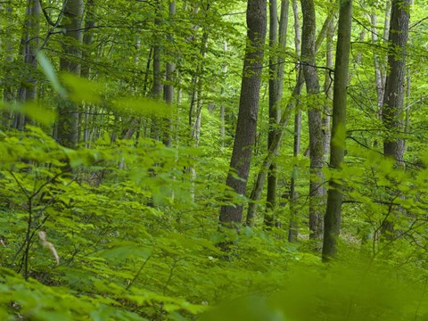 Framed Woodland Hainich in Thuringia Print