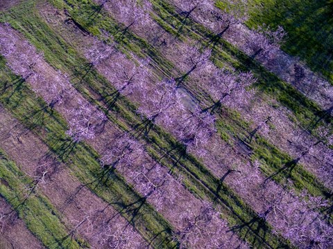 Framed Peach Orchard in Spring, Marion County, Illinois Print