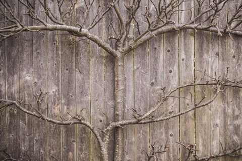 Framed Provincetown Winter Vines, Cape Cod Print