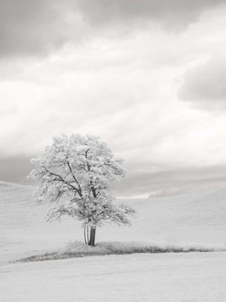 Framed Infrared of Lone Tree in Wheat Field 1 Print