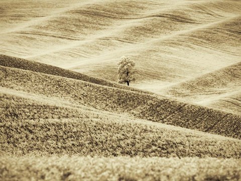 Framed Infrared of Lone Tree in Wheat Field 2 Print