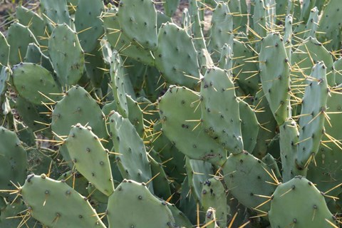 Framed Prickly Pear Cactus Print