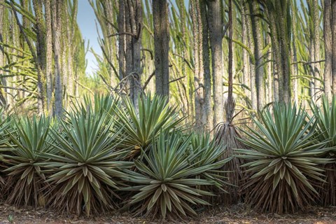 Framed Sisal Plants Print