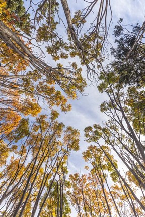 Framed Walton Trees In Autumn Print