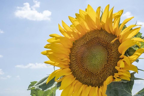 Framed Sunflowers Blooming Near Lavender Fields Print