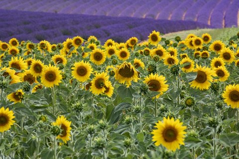 Framed Sunflowers Blooming Near Lavender Fields During Summer Print