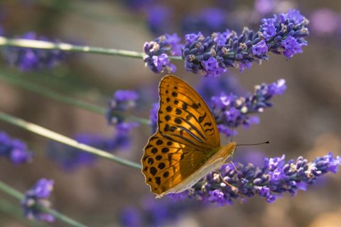 Framed Marbled Butterfly On Valensole Print