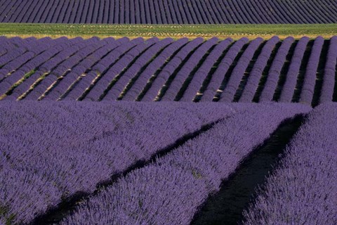 Framed Lavender Fields On Valensole Plain, Provence, Southern France Print