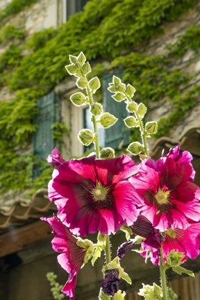 Framed Hollyhocks Flowers Blooming In Provence Print