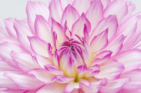 Framed Dahlia Close Up Print