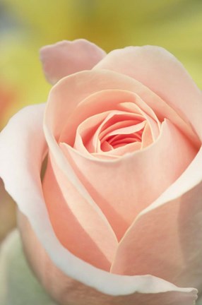 Framed Pink Rose Print