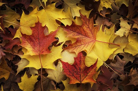 Framed Maples Leaves In Autumn Print