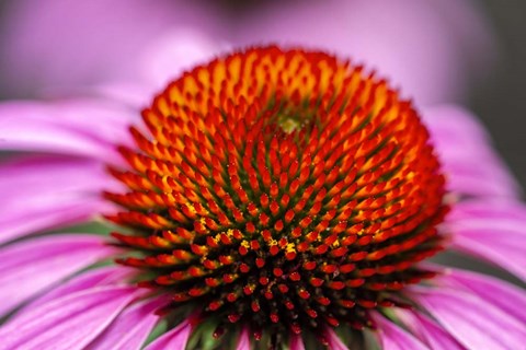 Framed Purple Coneflower Print