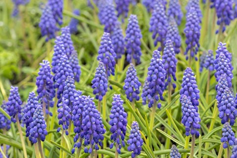 Framed Grape Hyacinth Print