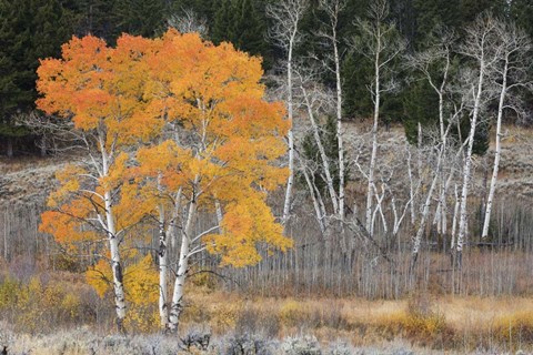 Framed Late Autumn Aspens Print