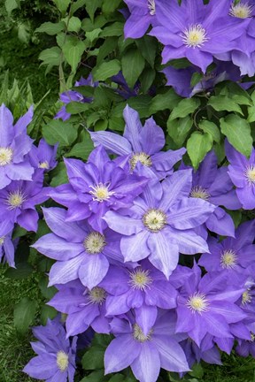 Framed Purple Clematis 1 Print
