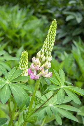 Framed Pink Lupine Print