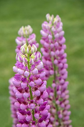 Framed Pink Lupine Print