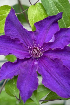 Framed Purple Clematis 1 Print