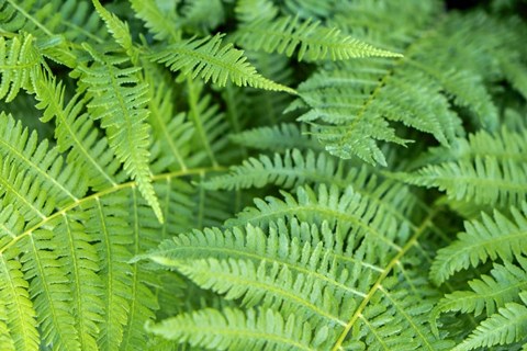Framed Green Fern Print