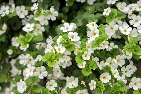 Framed White Bacopa Print