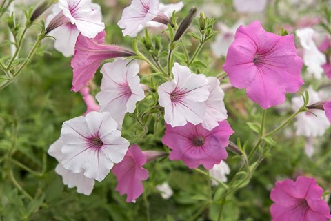 Framed Pink And White Petunias Print