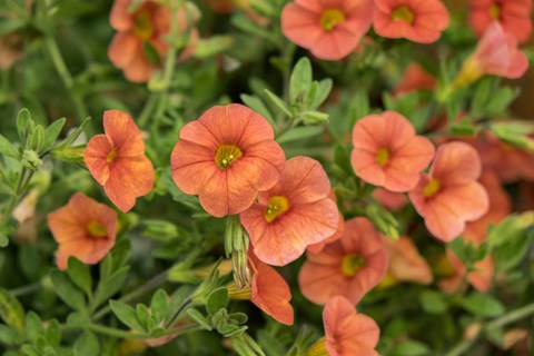 Framed Orange Million Bells, Calibrachoa Print