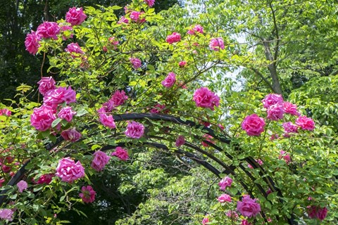 Framed Arbor Of Pink Roses Print