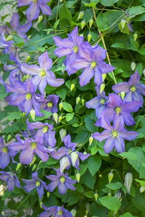 Framed Purple Clematis 2 Print