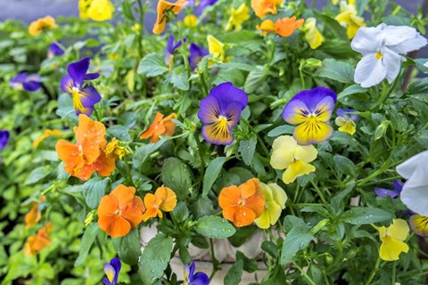 Framed Pansies With Morning Dew Print