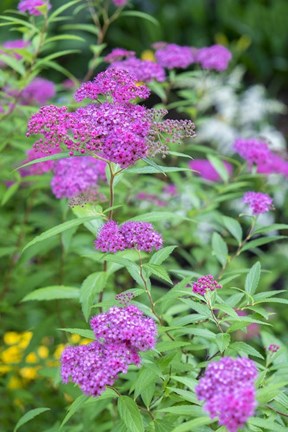 Framed Pink Spirea Bush Print