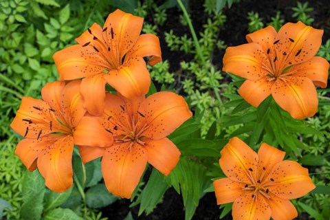 Framed Orange Tiger Lily Print