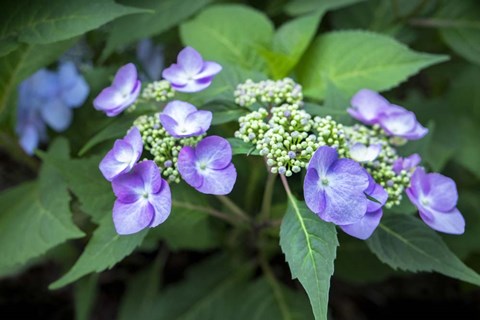 Framed Blue Lacecap Hydrangea Print