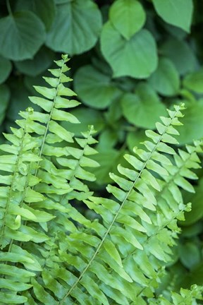 Framed Boston Fern Print