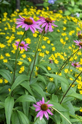 Framed Purple Coneflower Print