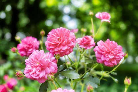 Framed Pink Ever-Blooming Rose Bush Print