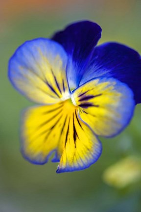 Framed Blue And Yellow Pansy Print