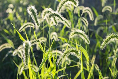 Framed Plumes Of Grass Rimmed In Light Print