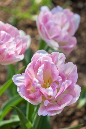 Framed Pink Double Tulips Print