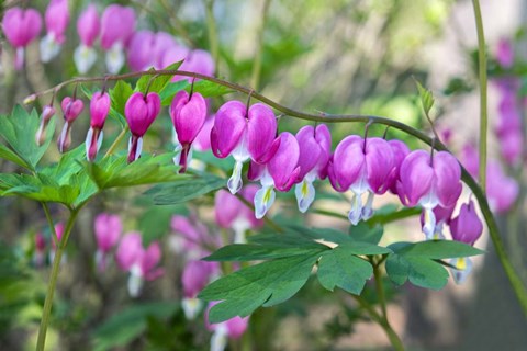 Framed Bleeding Heart Print