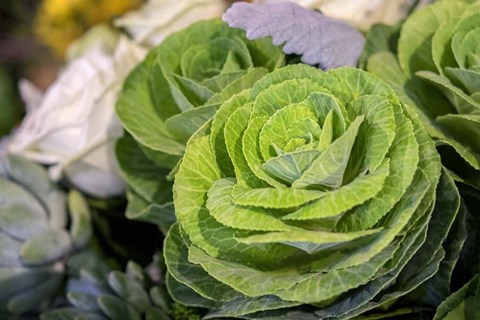 Framed Ornamental Cabbage In A Flower Arrangement Print