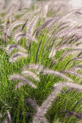 Framed Crimson Fountain Grass Print