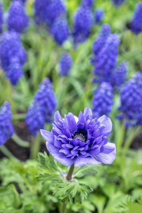 Framed Purple Anemone Print
