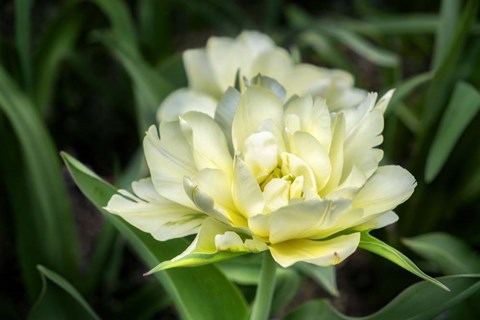 Framed White Exotic Emperor Tulip Print