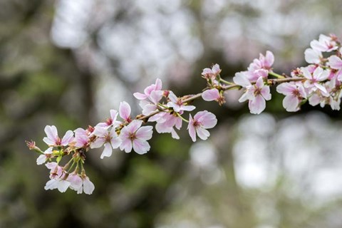 Framed Branch Of Cherry Blossoms Print